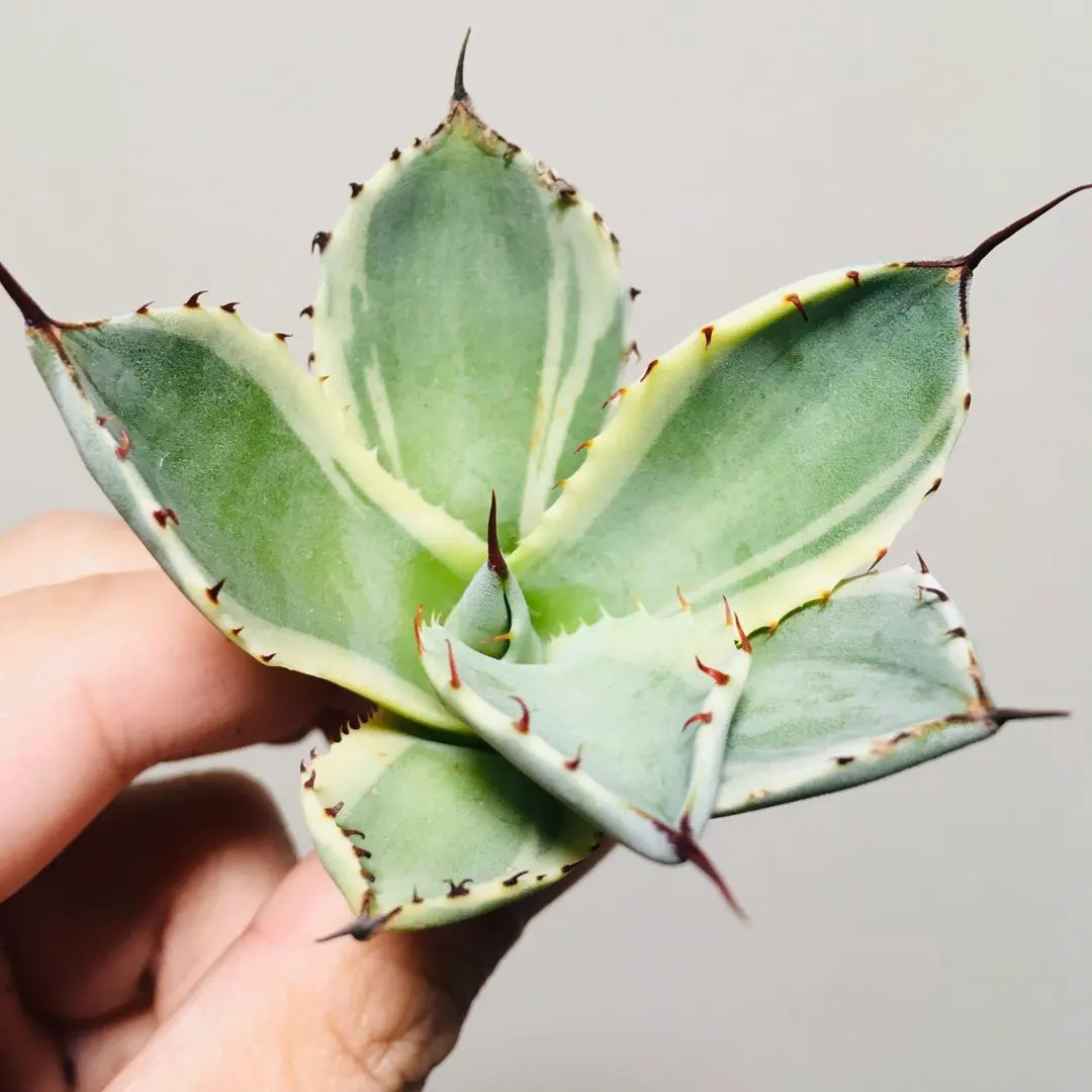 2026年最新】アガベ パリー トランカータ オリザバの人気アイテム