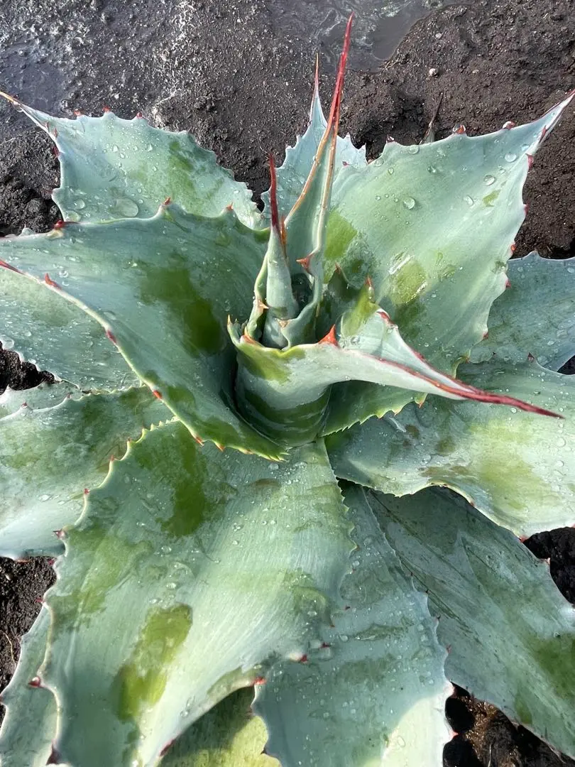 2026年最新】オバティフォリア 中斑の人気アイテム - メルカリ