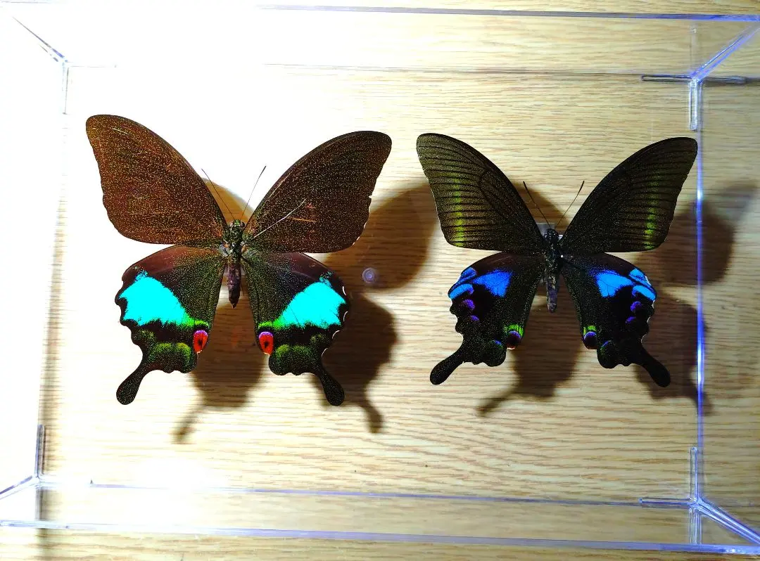 2026年最新】ルリモンアゲハの人気アイテム - メルカリ