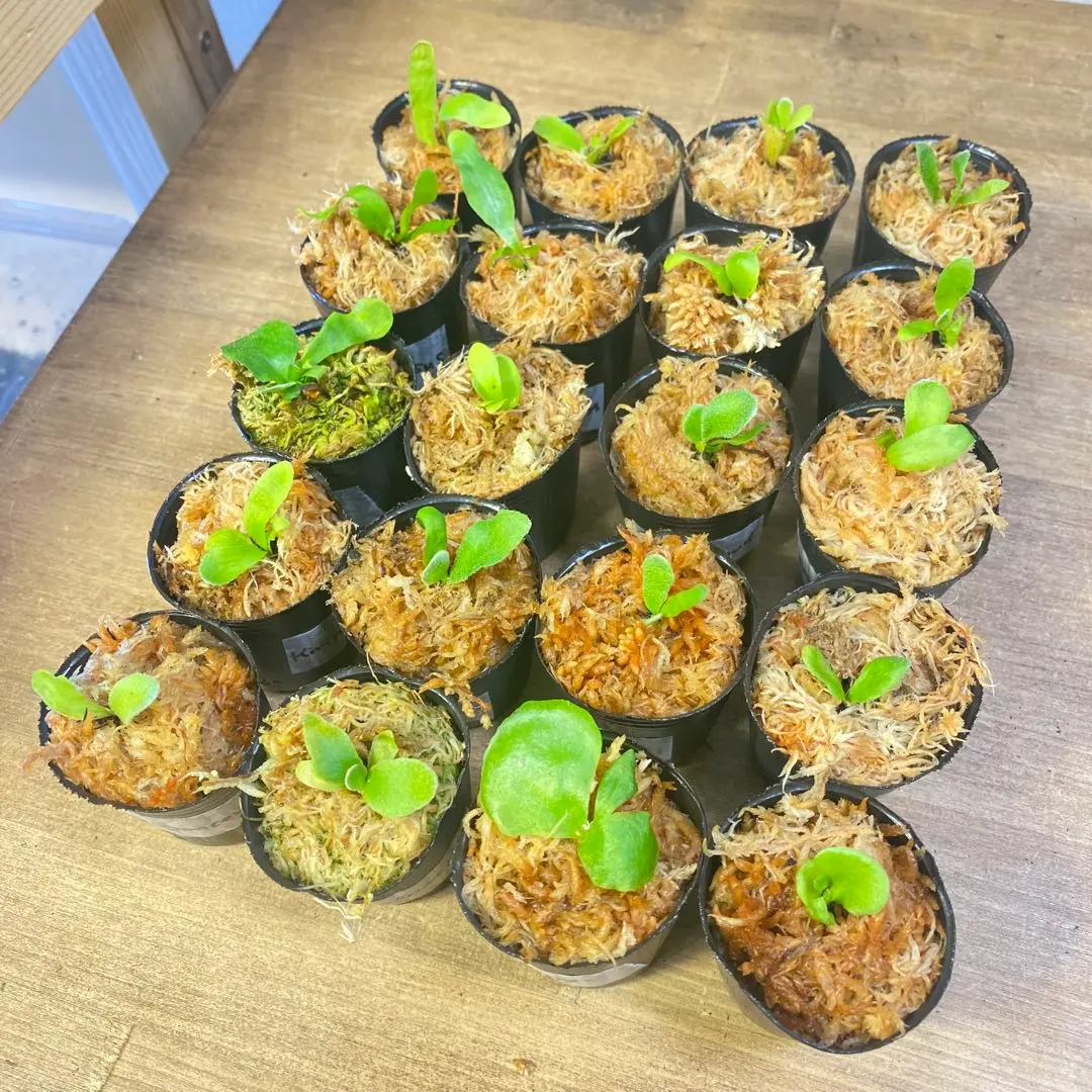 2026年最新】ビカクシダ ドワーフタツタの人気アイテム - メルカリ