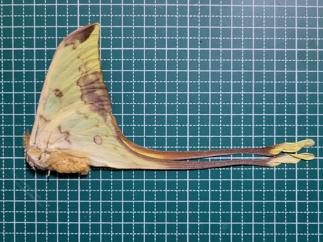 2026年最新】ヤママユ 標本の人気アイテム - メルカリ