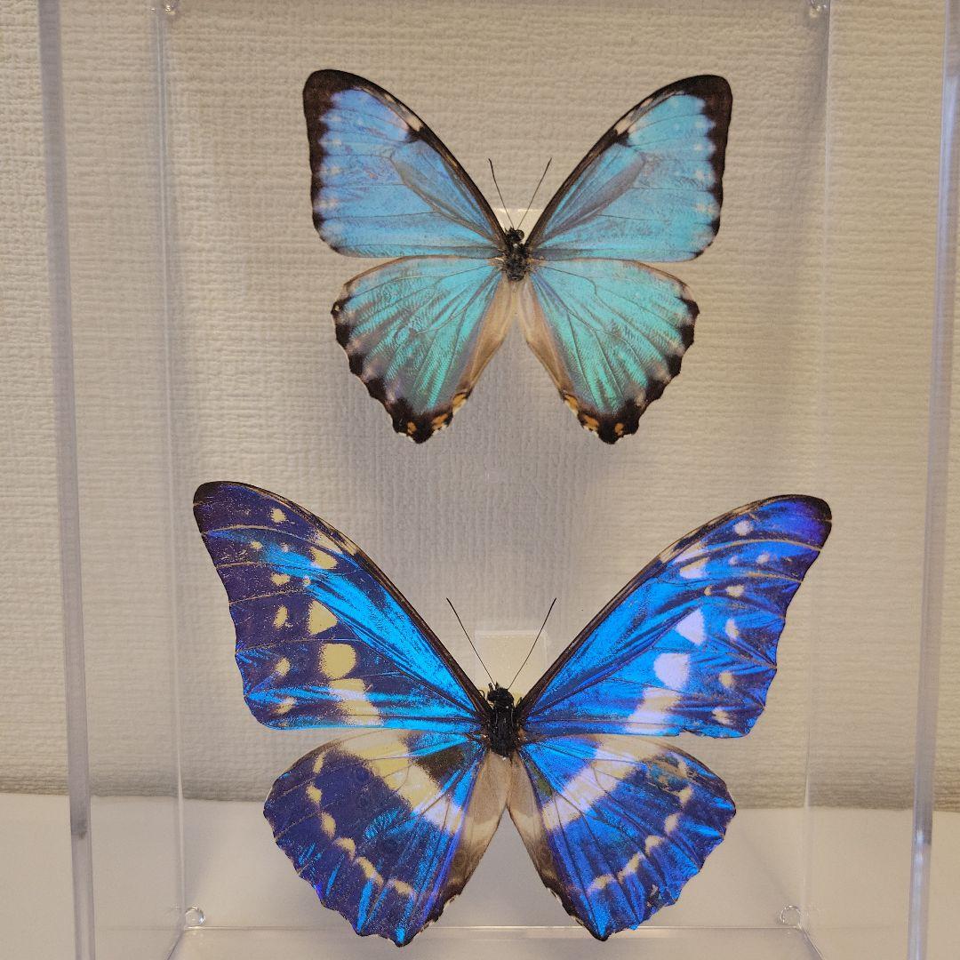 蝶の標本　宝石が舞うジャングル(SPECIAL) 蝶の標本 宝石が舞うジャングル(SPECIAL)