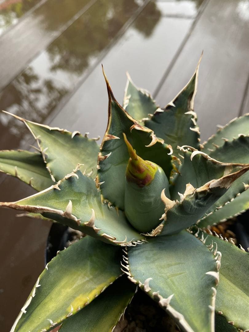 チタノタ レジェンド LEGEND アガベ 多肉植物 発根済み - メルカリ