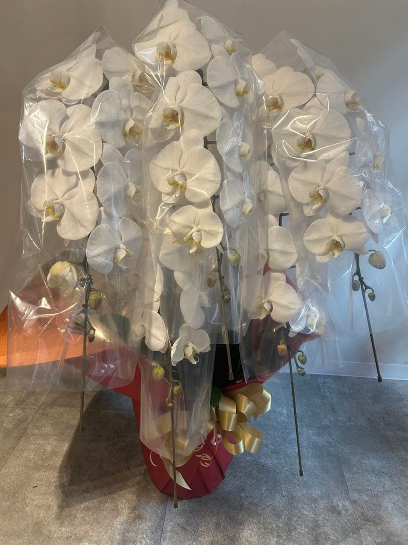 愛ふわふわ　白い胡蝶蘭　ラッピング付き　110センチ　北海道、沖縄発送不可 豪華なラッピングで一段と華やかな3本立ての白い大輪胡蝶蘭 | 14,500