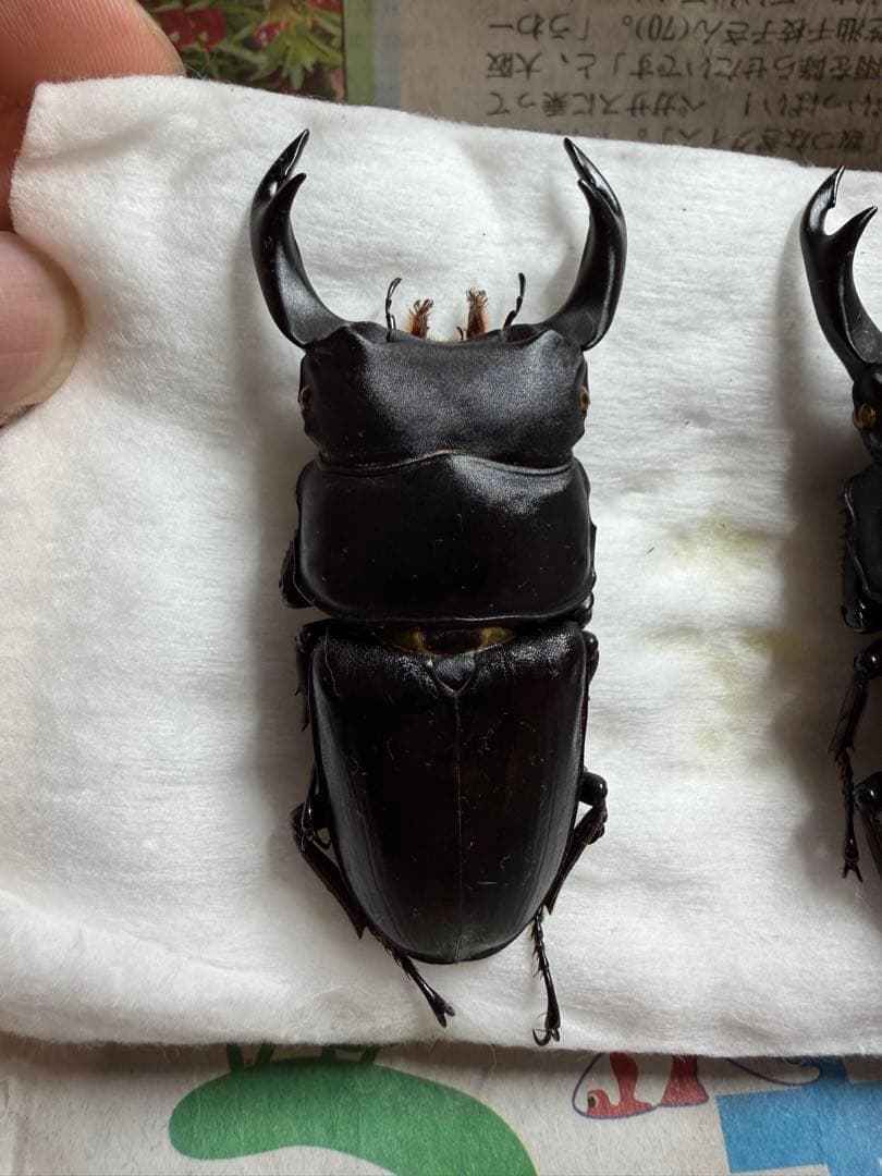 座標付き三重県産オオクワガタ♂70mm↑野外品 - メルカリ