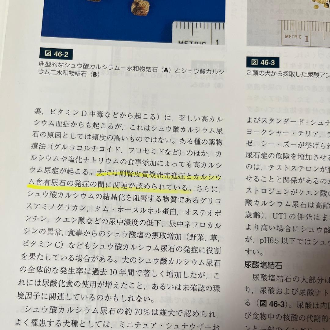 スモールアニマルインターナルメディスン　第4版　上下