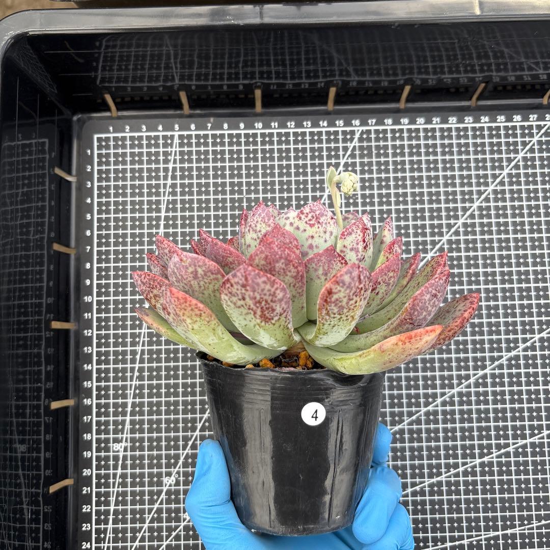 4 ホワイトビアンテ 特大 カット苗 多肉植物