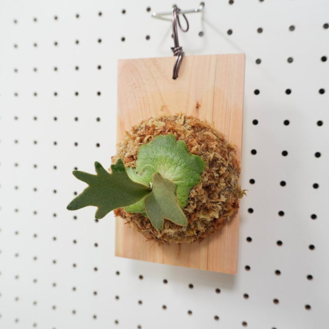 ビカクシダ YMDS ウィリンキー系 イエロームーンドワーフ スポア Y-11