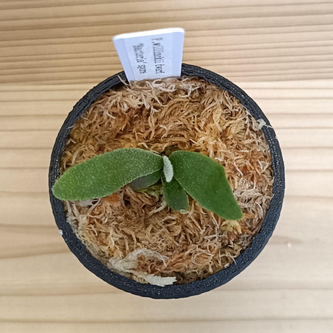 P.willinckii Bacteria dwarf spore 0304 - メルカリ