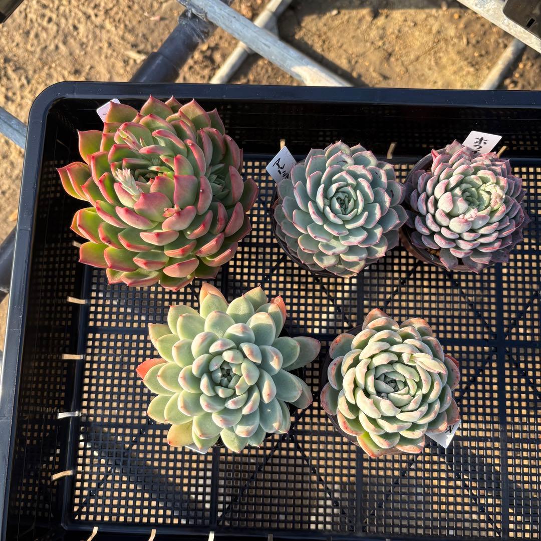 ☆彩乃助☆様 5点おまとめ