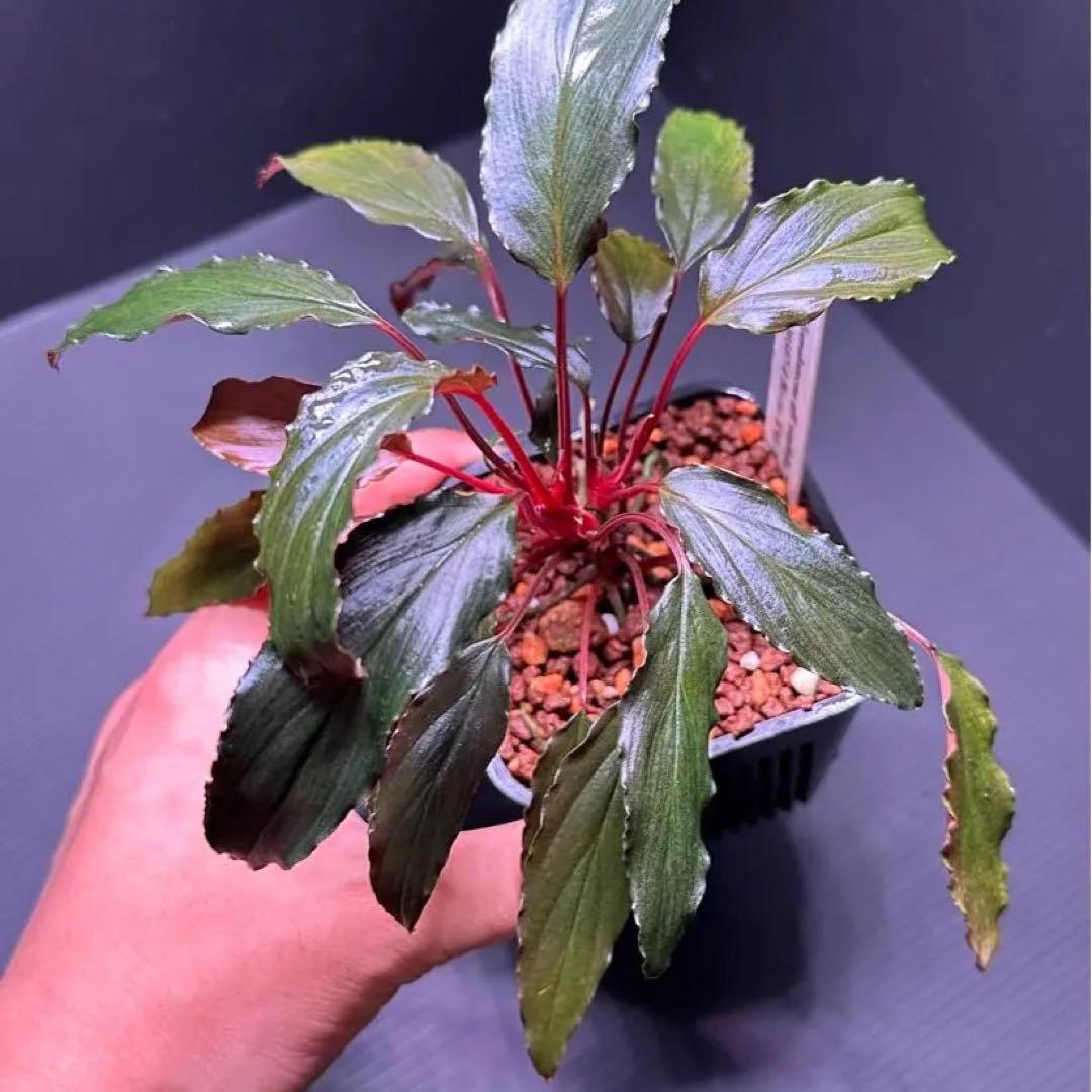 ホマロメナ”赤備”Homalomena PP便 - メルカリ