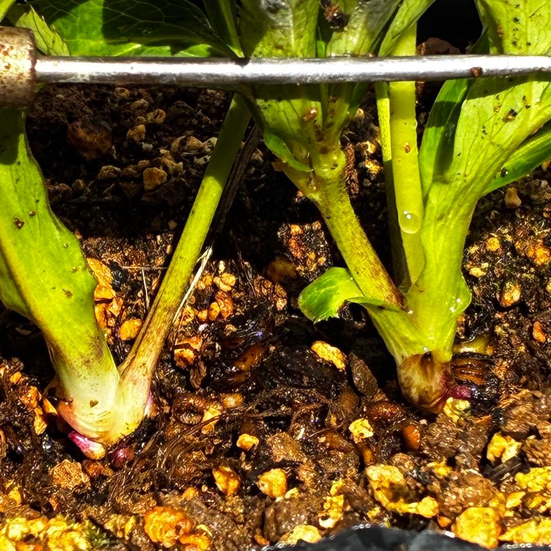 m*i様 3497☘️たくさん蕾花付き☘️２年間保管☘️⭐️ダーク⭐️超多弁⭐️