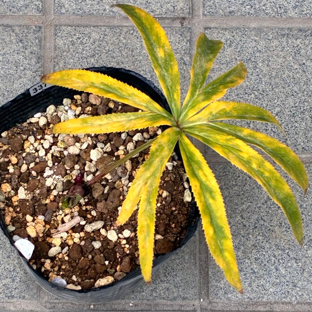 の*ん様 ☘️蕾付き☘️3377⭐️極上⭐️小輪⭐️芳香⭐️ノスタルジア系⭐️オ