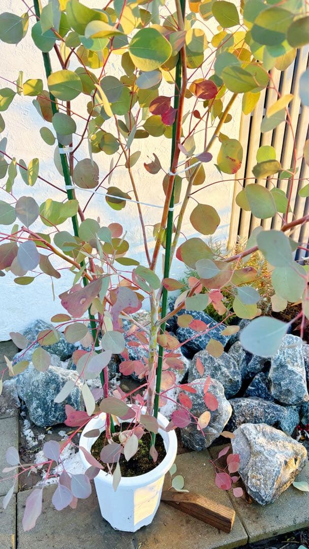 へらーりおまとめリクエスト。幹太ユーカリポポラス2.0M(鉢底から)品番B