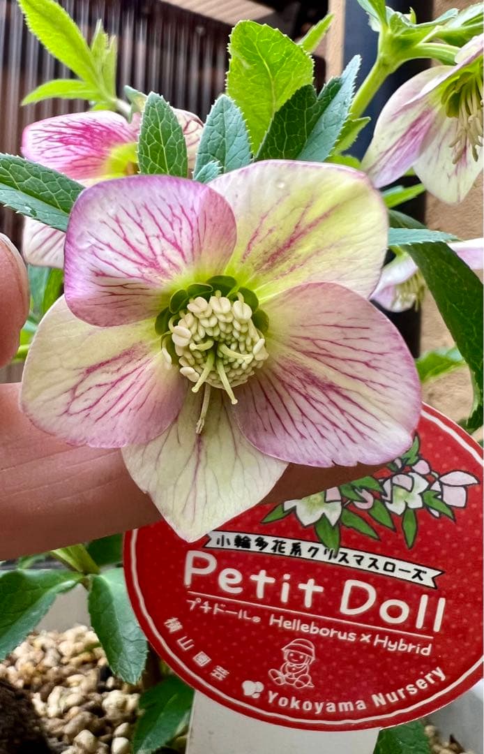 横山園芸プチドール タグ付き 充実株 クリスマスローズ - メルカリ