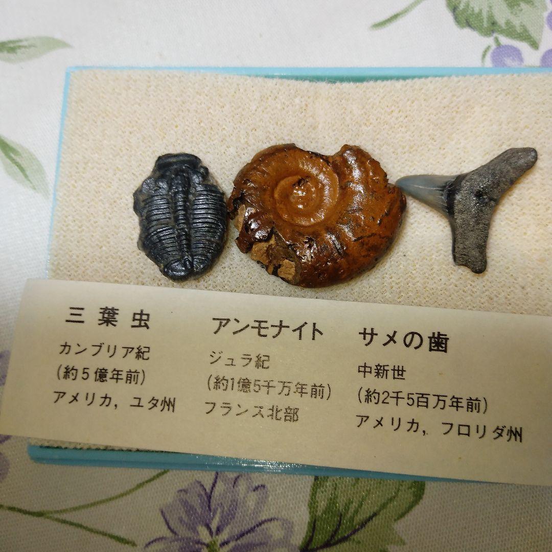 化石（三葉虫、アンモナイト、サメの歯） - メルカリ