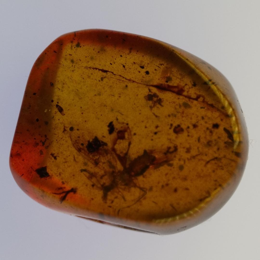 LA108 虫入り琥珀化石 ミャンマー カムティかタナイ産 9900万年前