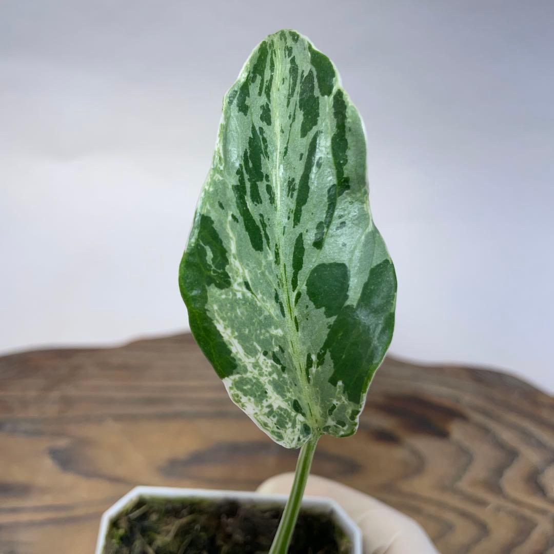 Q100品種保証斑入り保証！Bulbasaurモンステラ バルバソー フシギダネ