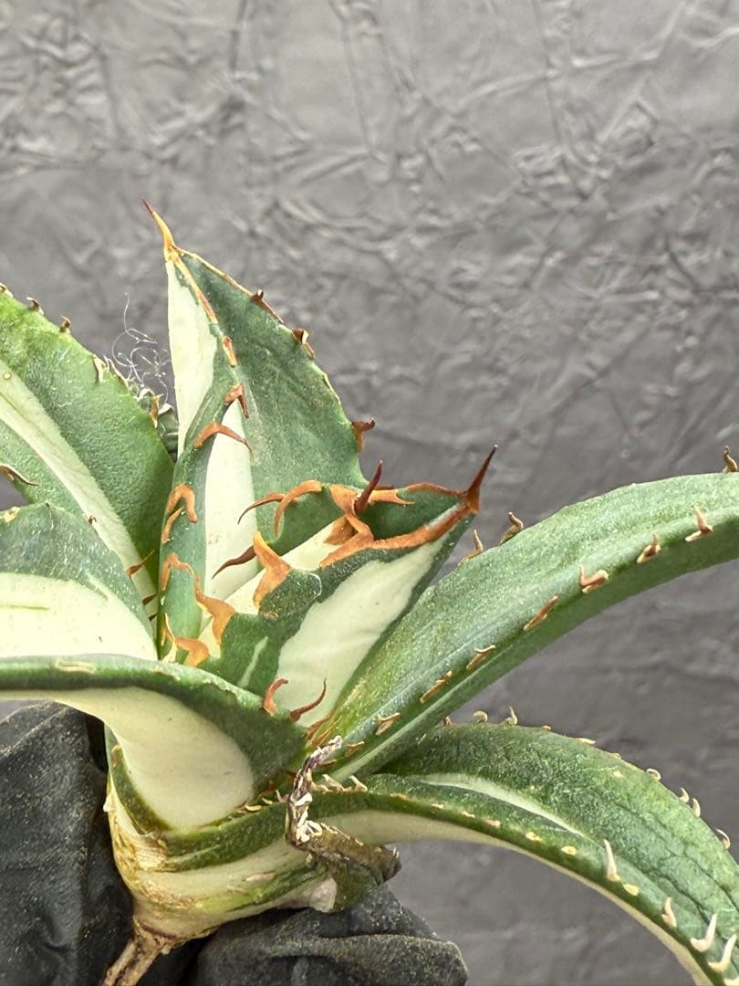 アガベ チタノタ “太陽神錦” 白中斑 極上美株 - メルカリ