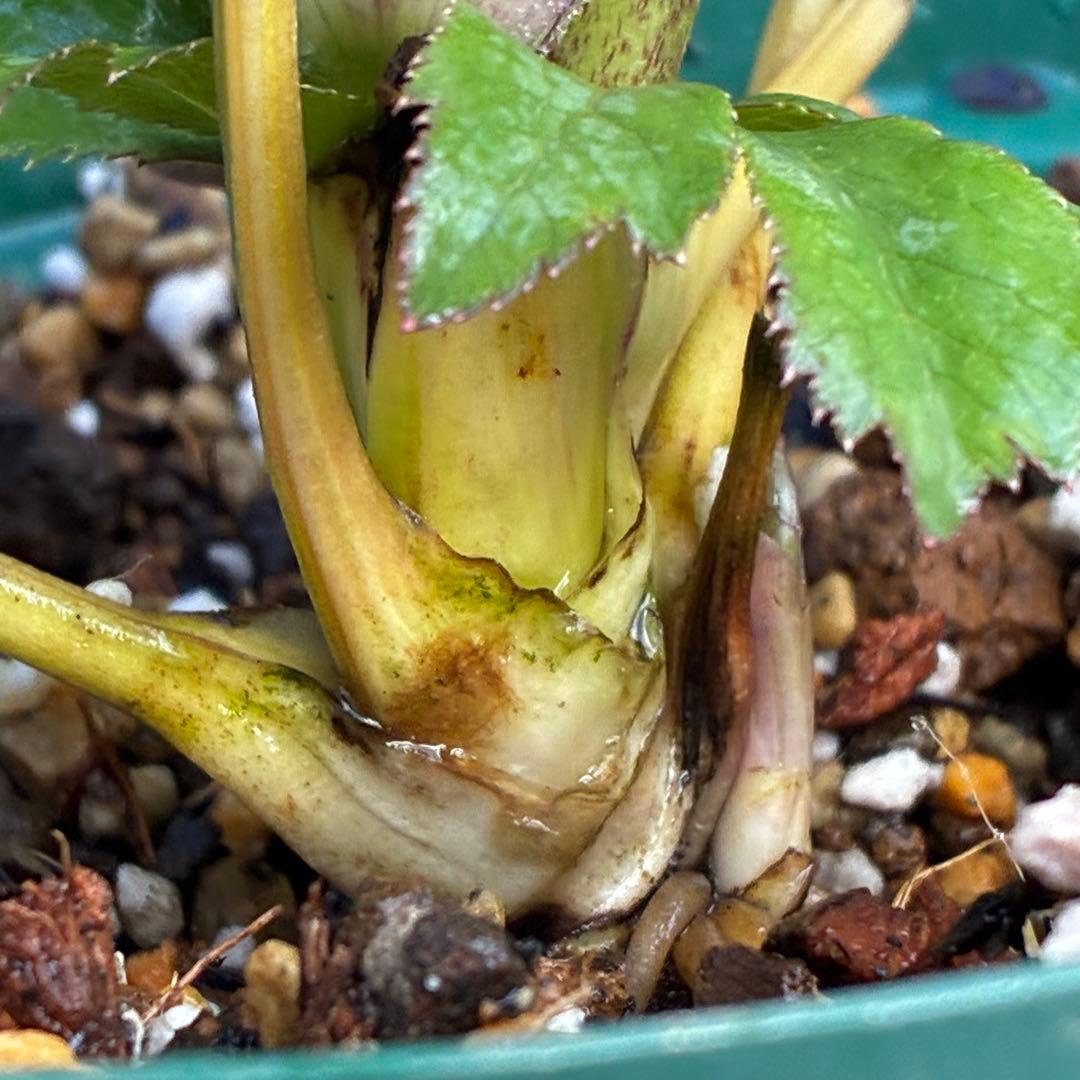 も*読様 3491☘️蕾花、タグ付き☘️金SD⭐️オーレア⭐️小輪⭐️金/紅ツー
