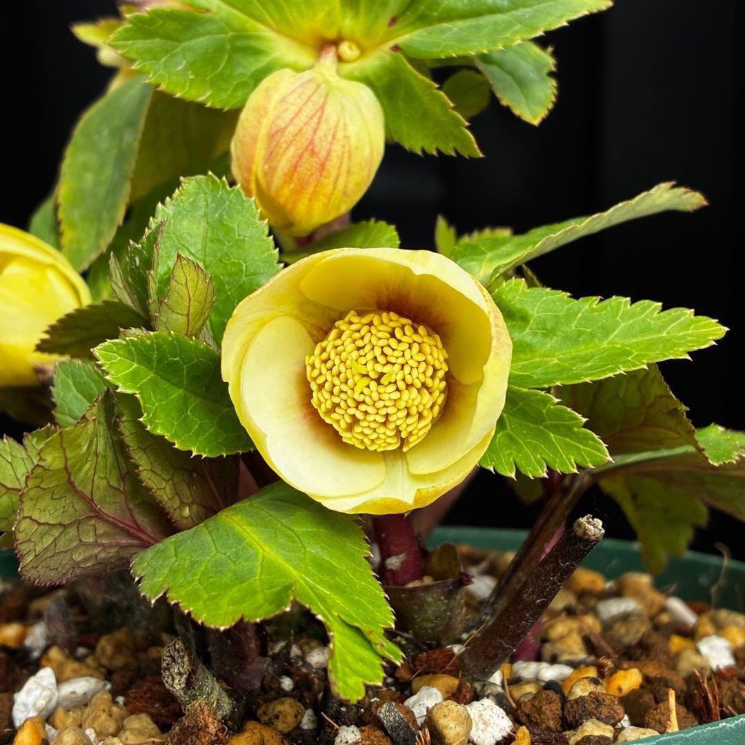 ま*か様 588☘️蕾花タグ付☘️デュメxオーレア⭐️小輪⭐️レッドアイ⭐️オー