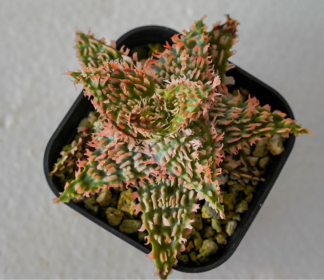 アロエハイブリッド 実生株 - メルカリ