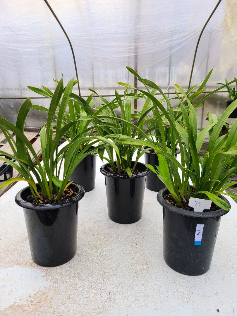 ミスマフェット。花芽2個。5鉢セット。蜜蜂誘引蘭 観葉植物 ミスマ