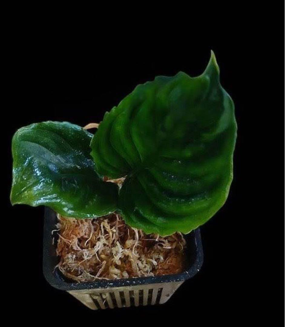 特別企画 新春セール Aglaonema アグラオネマ トリカラー メタリカ ②