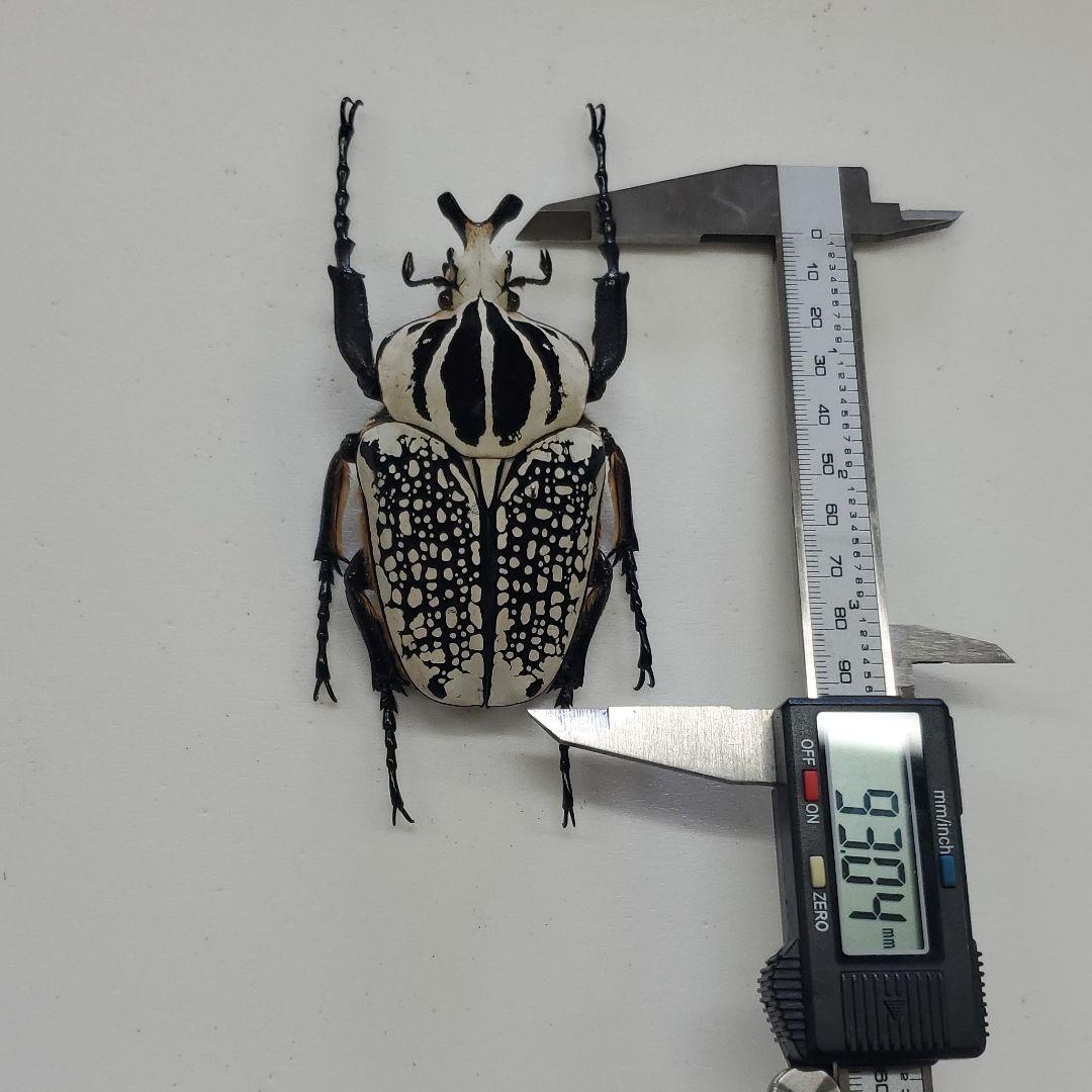 コロンビア産 ルリオニカミキリ 61mm