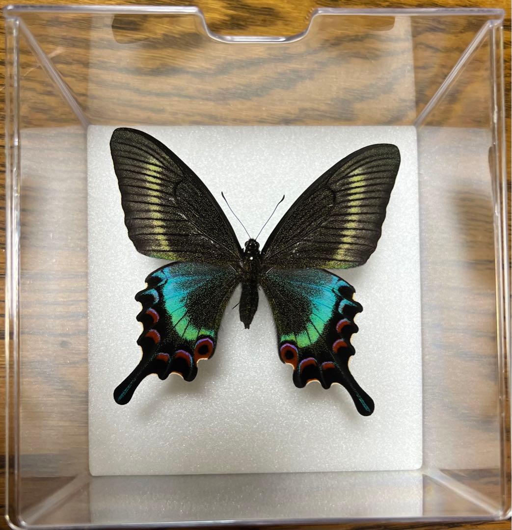 コンゴ産 オリエンタリスオオツノハナムグリ 3 93mmの通販はau PAY