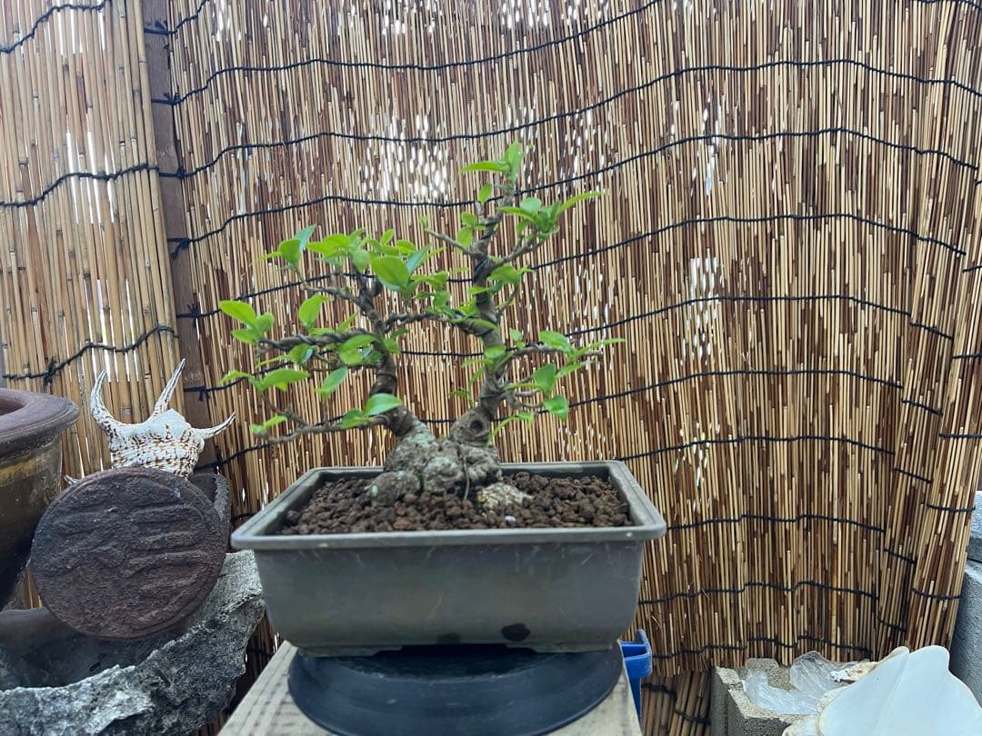 ✨✨✨superガジュマル 小品イボ幹【ジブリの世界】 - メルカリ