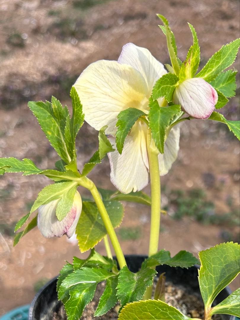 クリスマスローズ開花株【広瀬園芸】ゴールドsdピンク系 - メルカリ