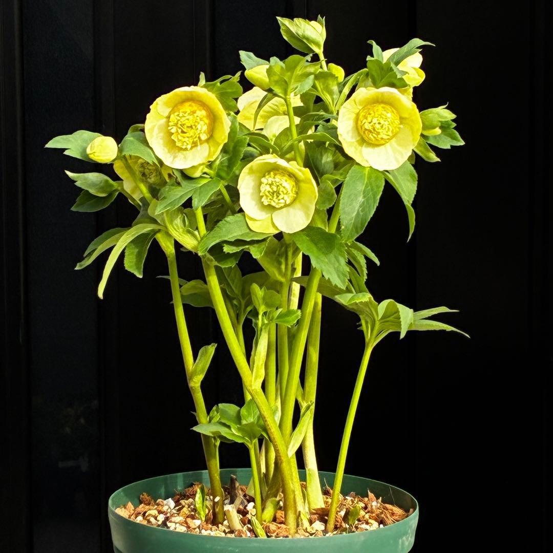 の*ん様 547☘️蕾花タグ付☘️超レア☘️極上☘️メビウス♾️[千重咲き]⭐️