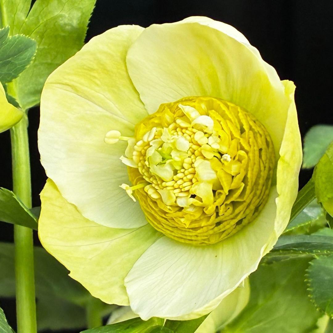 の*ん様 547☘️蕾花タグ付☘️超レア☘️極上☘️メビウス♾️[千重咲き]⭐️