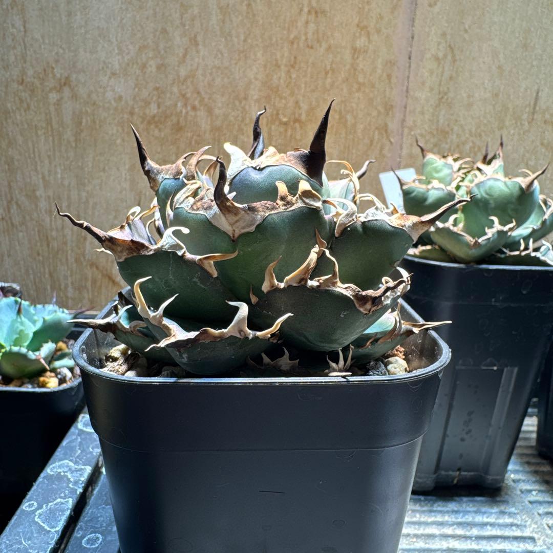 アガベ チタノタ ハデス 中株 超コンパクト 陽炎 シーザー エボリ 白鯨