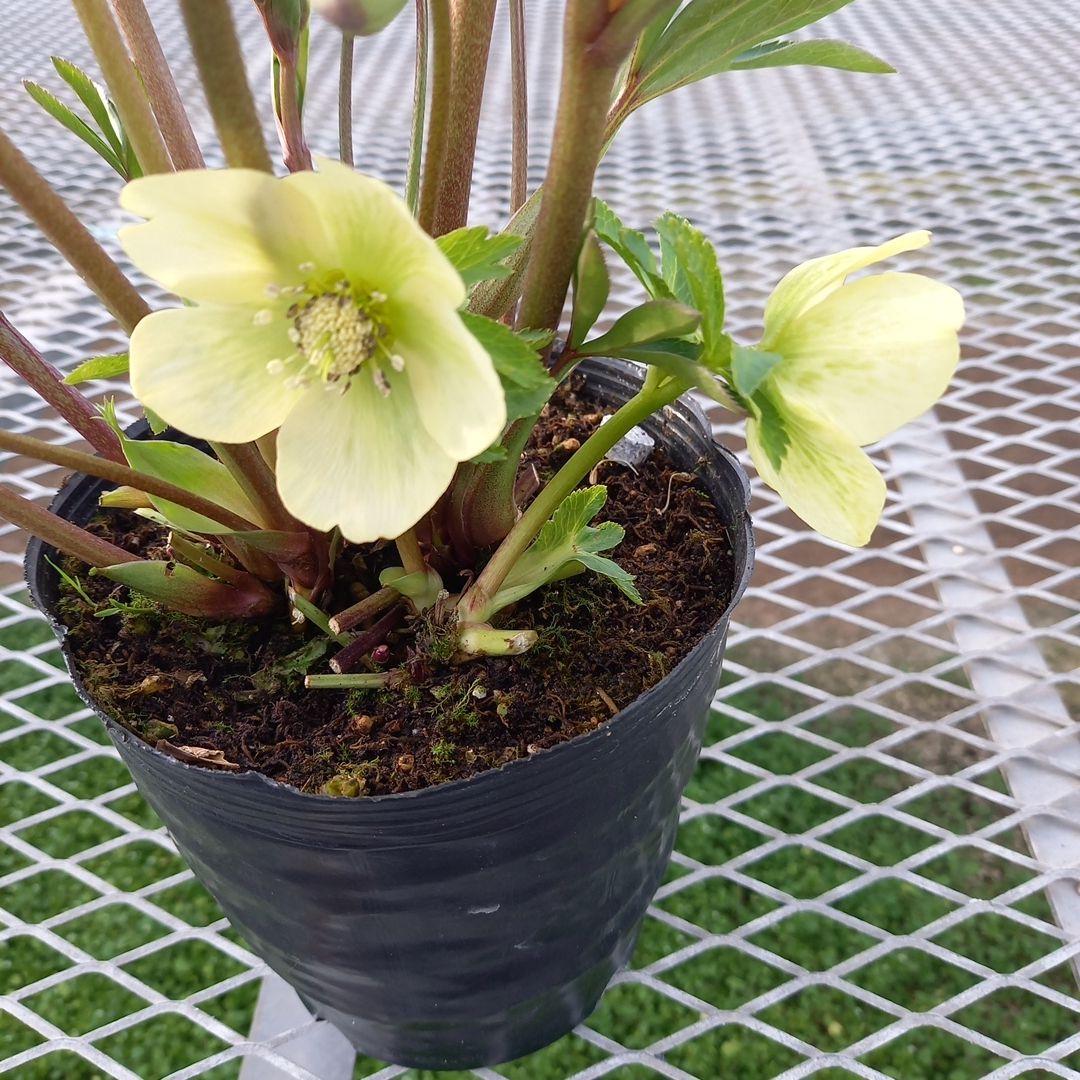 つぼみいっぱい！グリーン系クリスマスローズ、大苗、開花株 - メルカリ