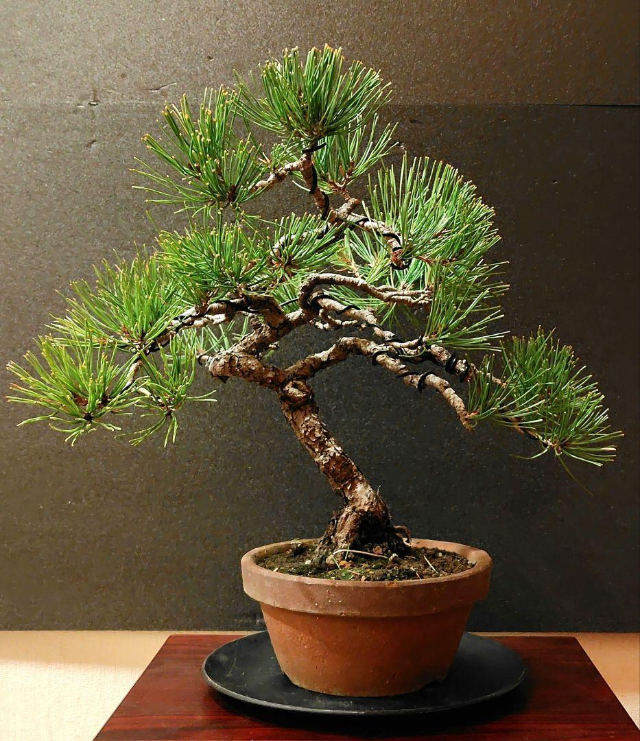 赤松盆栽！ 赤松 | 盆栽、盆栽書籍、盆栽鉢の通販│近代出版