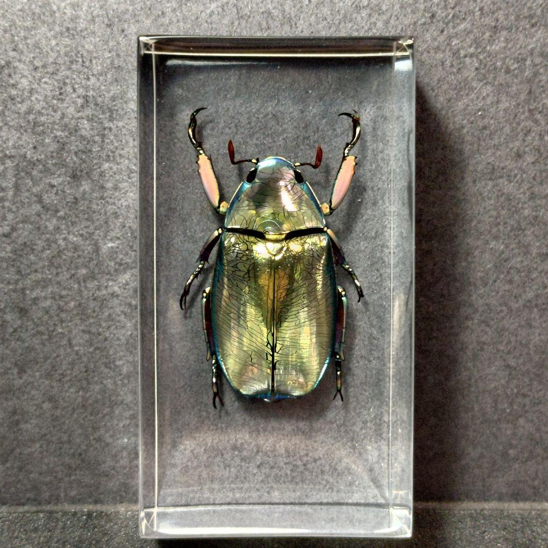 プラチナコガネ レジン封入標本 - メルカリ