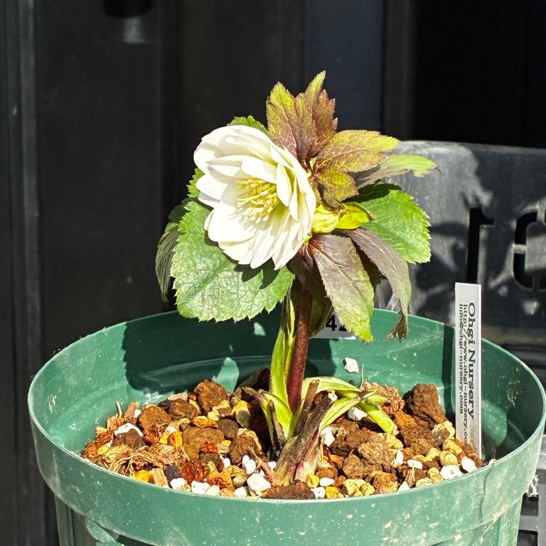 u*0様 3542☘️蕾花タグ付☘️⭐️ポーセリン⭐️小輪⭐️素敵な苞葉⭐️超コ