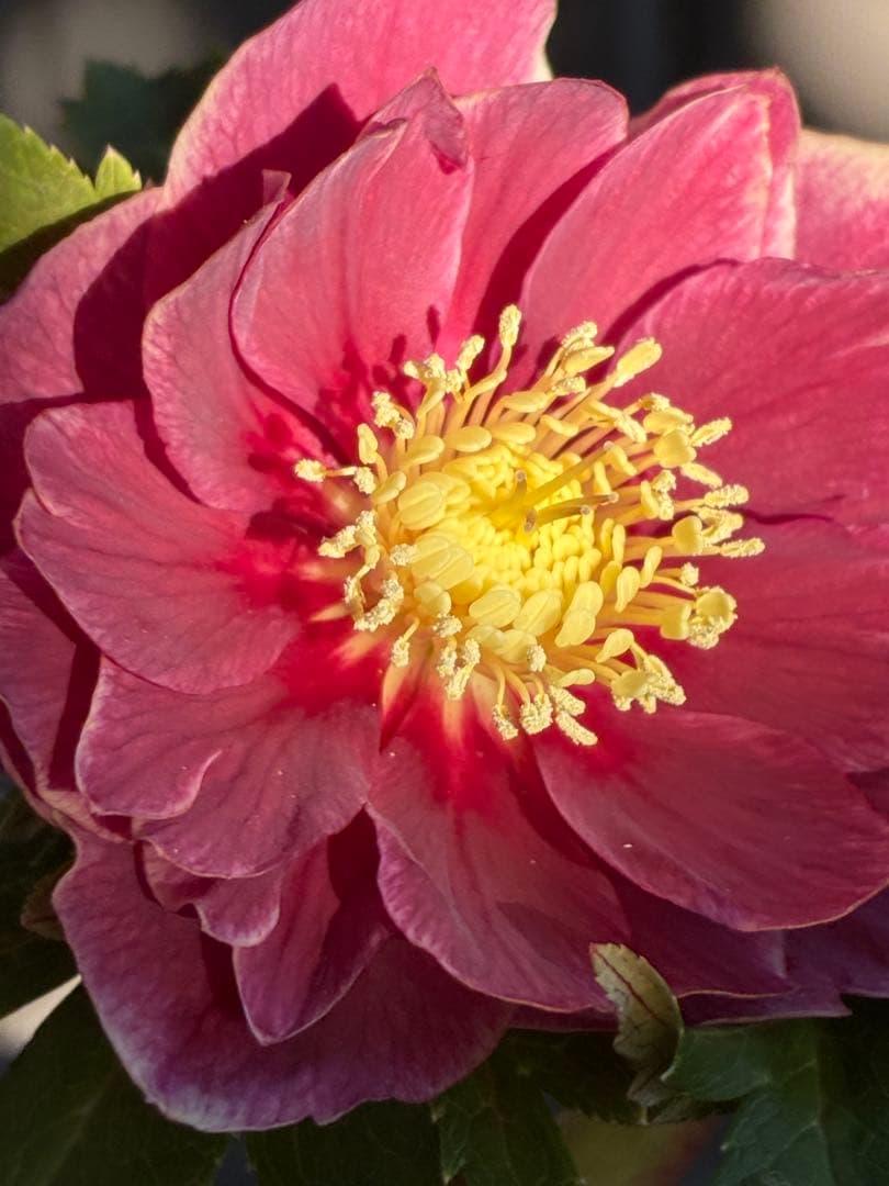 ♡広瀬園芸♡ レッドピンク 白抜け ソレイユ系 - メルカリ