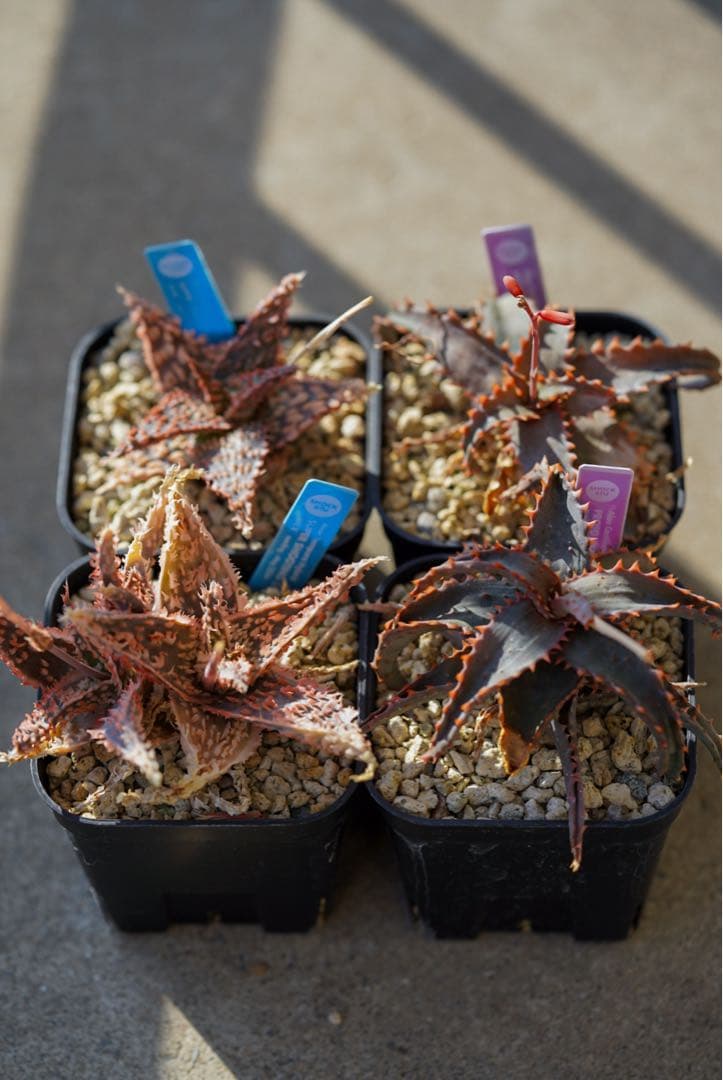 ハイブリッド アロエ 実生苗セット - メルカリ