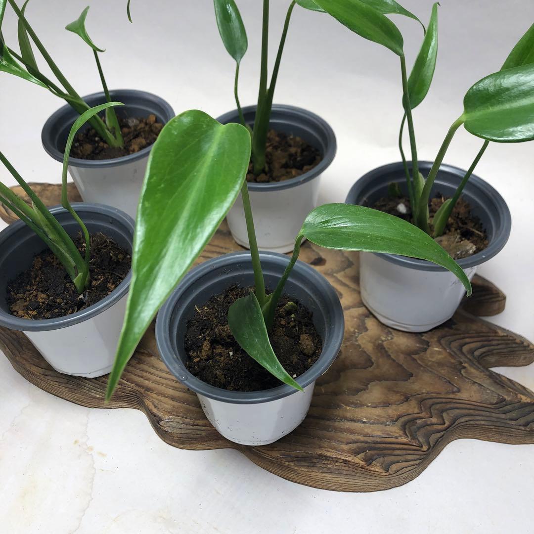 MS504 モンステラ バールマルクスフレーム5株セット - メルカリ