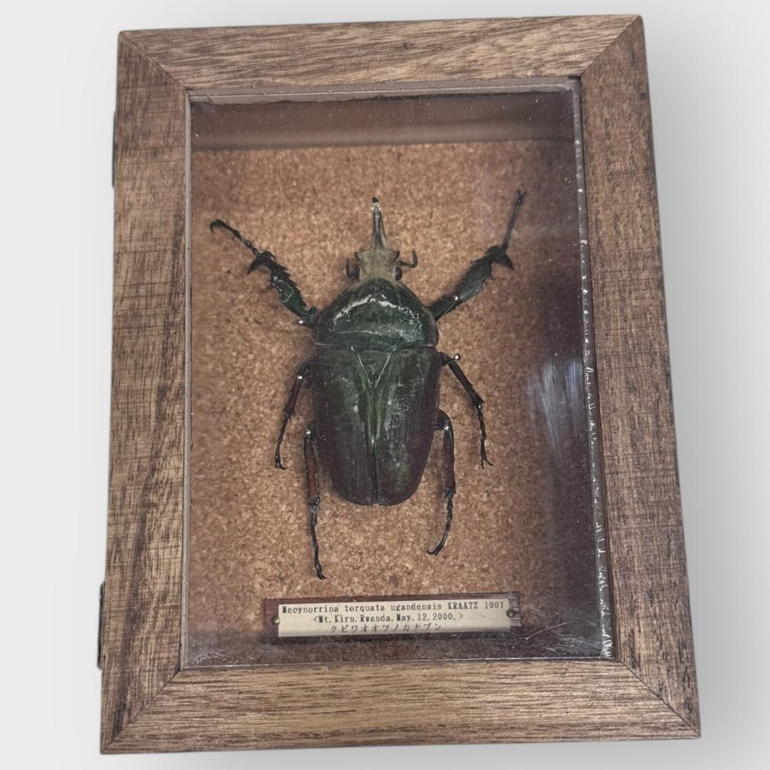 標本 ユキグニコルリクワガタ 15頭