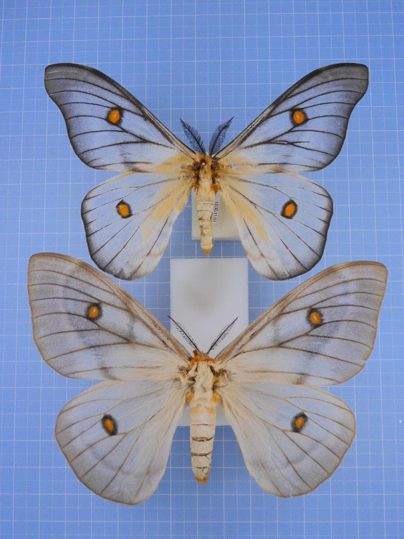 標本 Ceranchia apollina2 pair 112mm 122mm American Olean Vallano 8-Pack Milk Chocolate Glazed Porcelain Tile