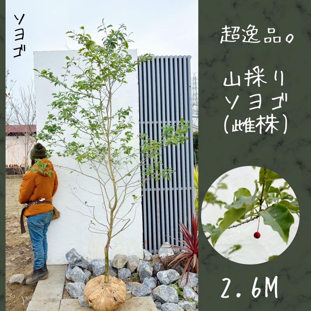 希少。山採りソヨゴ雌株2.6M(鉢底から) 希少。山採りソヨゴ雌株4.0M(鉢底から) - メルカリ