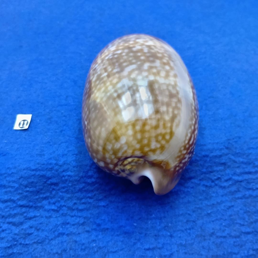 ⓯ -1貝標本シカダカラ