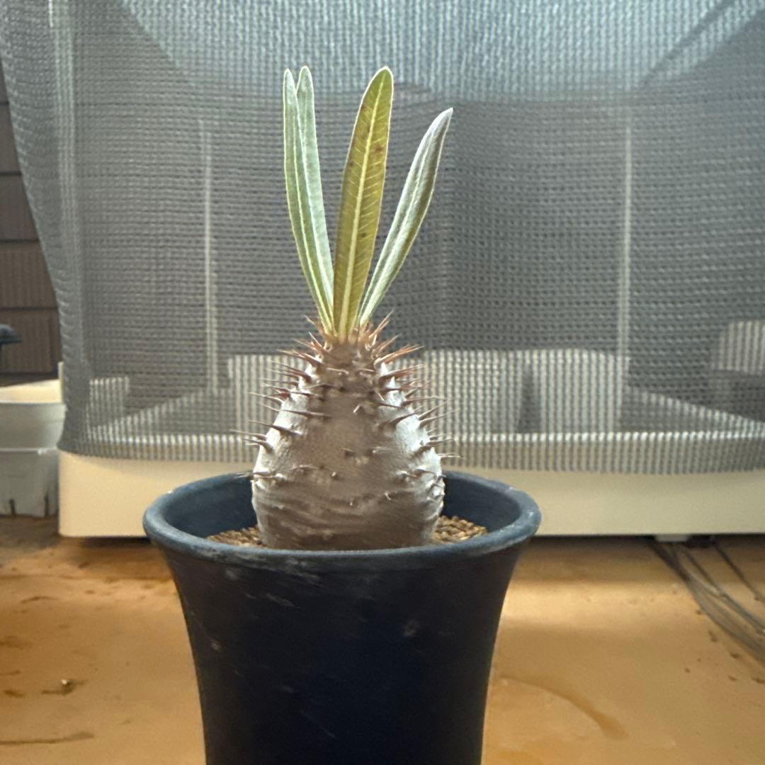 パキポディウムグラキリス 鉢付きにて発送いたします。パキポディウム