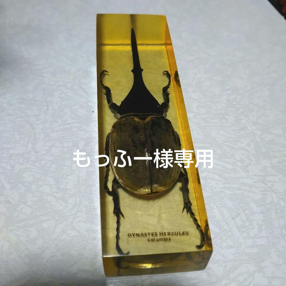 ヘラクレスオオカブト 標本 剥製(もっふー様専用) - メルカリ
