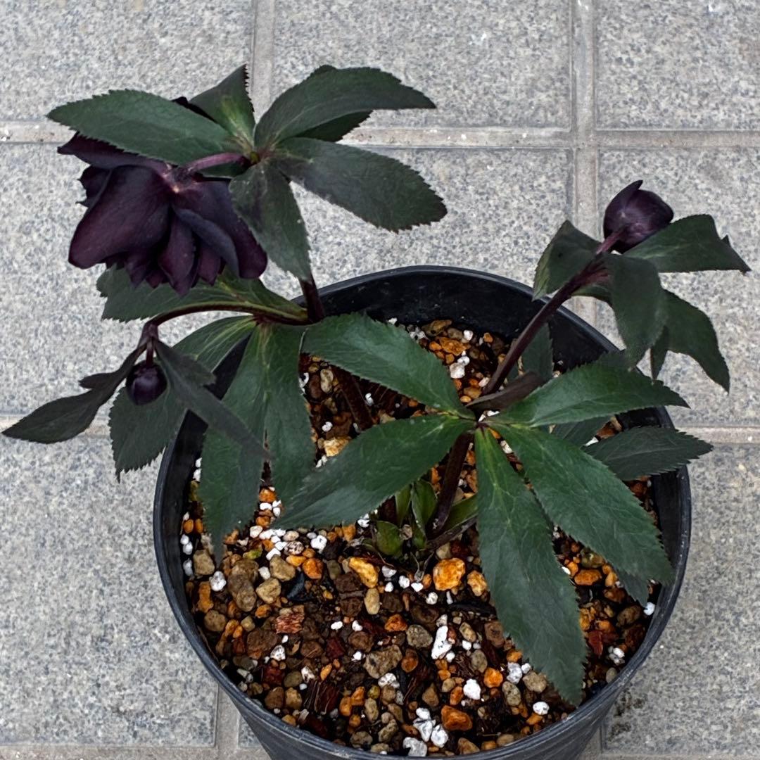 ま*こ様 3552☘️蕾花付き☘️親株☘️⭐️クレオパトラ⭐️小中輪⭐️超多弁⭐