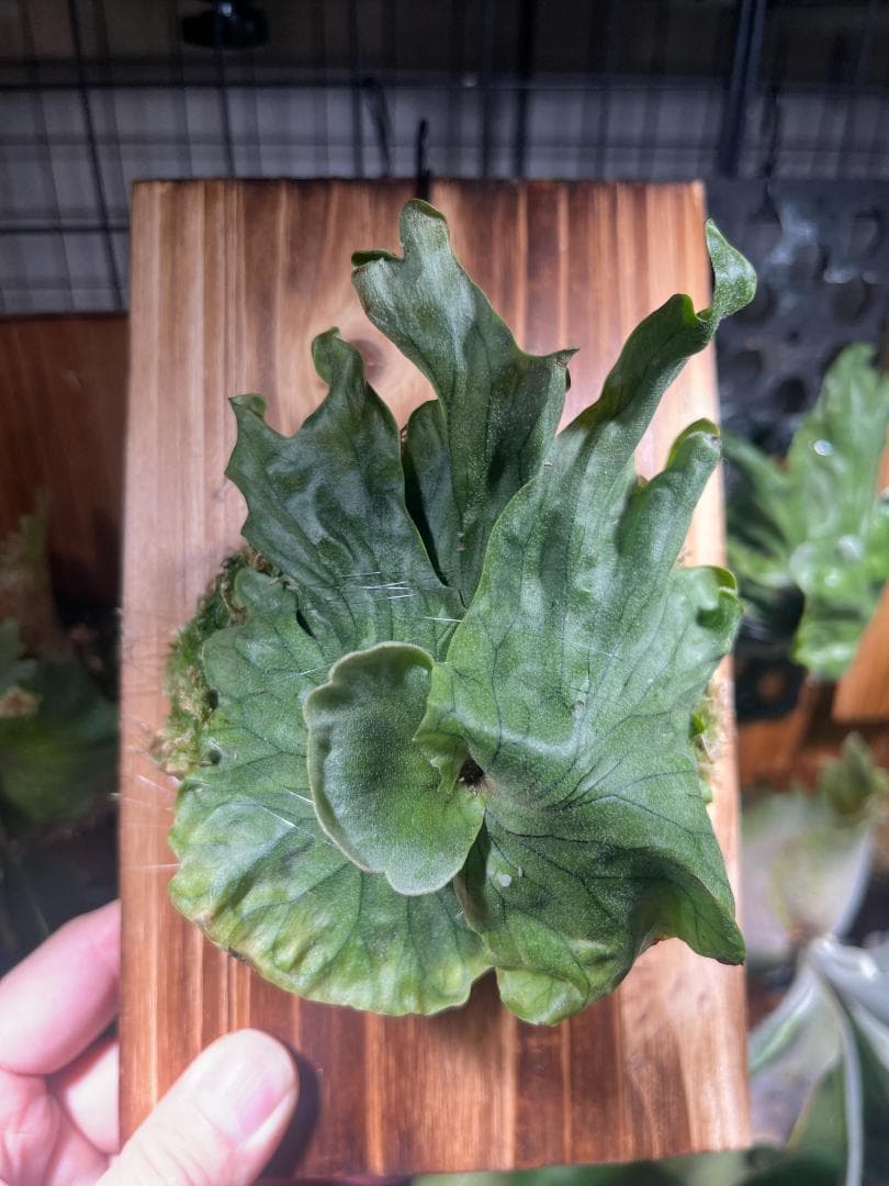 K*R様 P. wandae 'Curling'（ワンダエ・ドワーフ・カーリング P. wandae var. dwarf & curling (TC) 【artPLANTs】ビカクシダ